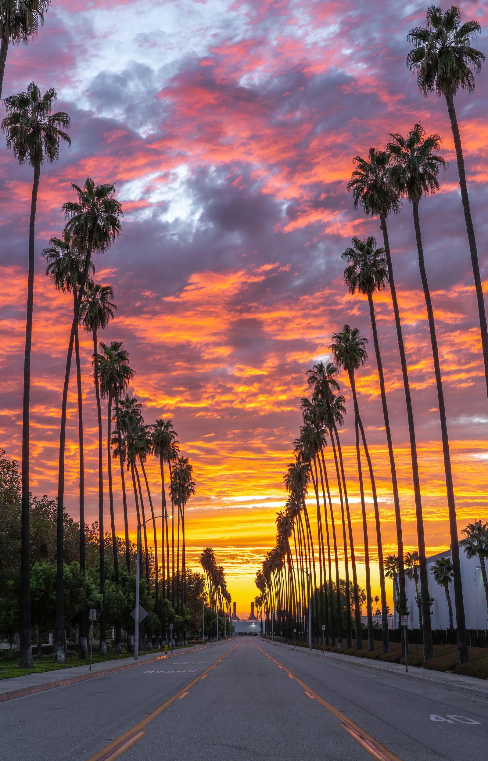 Palm trees against a Los Angeles sunset