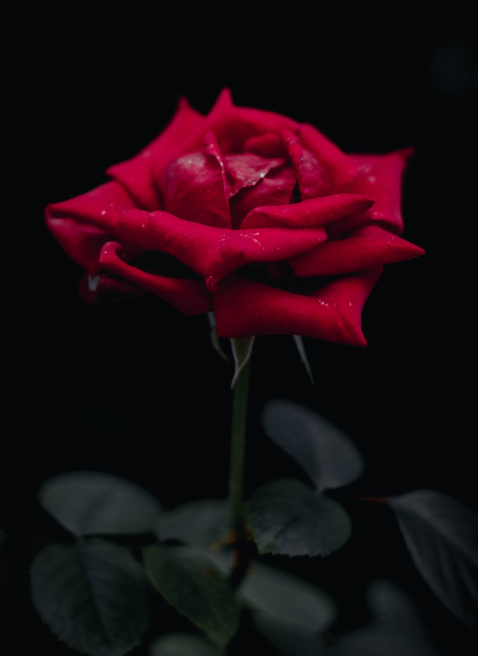 Red rose artwork on black